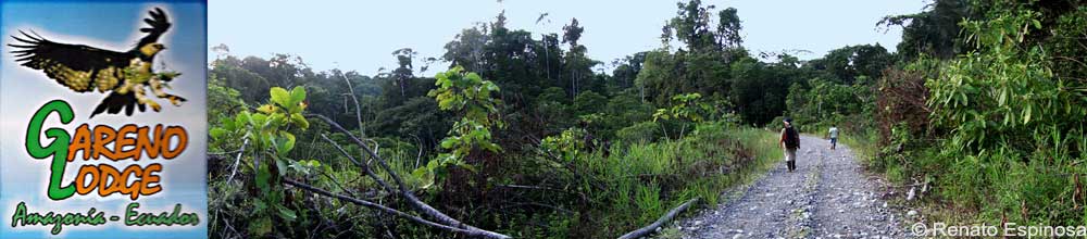 Road to Huaorani Community